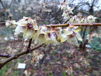 P1030182Chinesische Winterblüte.JPG