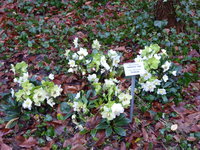 P1030184Christrose Wintergold.JPG