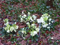 P1030184Christrose Wintergold.webp