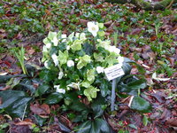 P1030186Schneerose Ice'N Roses White.JPG
