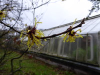 P1030188Lichtmess Zaubernuss.JPG