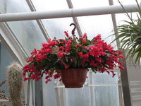 P1030192Weihnachtskaktus.JPG