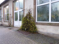 P1030197Winterjasmin.JPG