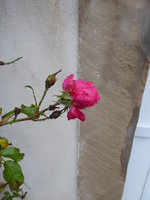 P1030200Kletterrose Rosarium Uettersen.JPG