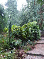 P1030205Winterblühende Schmuckmahonie.JPG