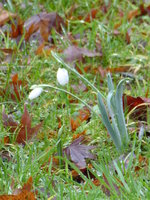 P1030216Schneeglöckchen Galanthus Elwesii.JPG