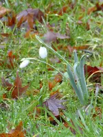 P1030216Schneeglöckchen Galanthus Elwesii.webp