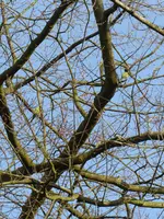 P1030339Halsbandsittich.webp
