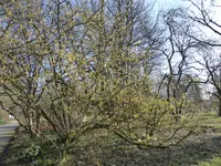 P1030281Lichtmess Zaubernuss.webp