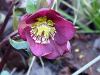 P1030301Schneerose Ice 'N Roses Benotta.JPG