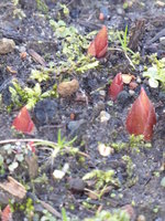 P1030311Austrieb Bauernpfingstrose.JPG