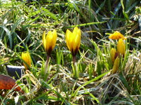 P1030323Taschken-Krokus.JPG