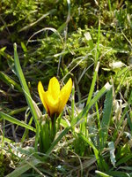 P1030325Taschkent-Krokus.JPG