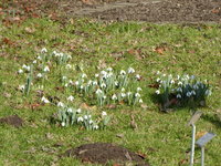 P1030326Schneeglöckchen.JPG