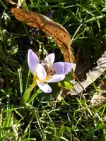 P1030275Vorfrühlingskrokus.webp