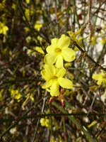 P1030286Winterjasmin.JPG