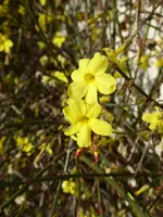 P1030286Winterjasmin.webp