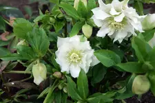 Lenzrose weiß gefüllt 20230201.webp