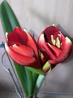 Amaryllis-A-07_2024-02_08.webp
