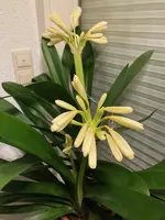 Clivia-C*2024-02*2.8.webp