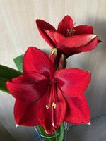 Amaryllis-A-07_2024-02_04.jpg