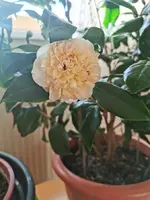 IMG_20240205_084742.webp