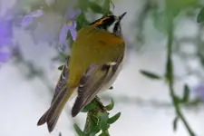 Wintergoldhaehnchen0109a.webp
