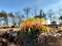 Blühendes Moos auf der alten Mauer.webp