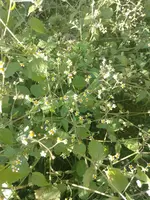 IMG_20231021_154910.jpg IMG_20231021_154910.jpg