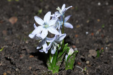 Scilla mischtschenkoana 20240205.jpg