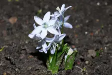 Scilla mischtschenkoana 20240205.webp