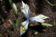 Iris reticulata Katharine Hodgkin 20240207.jpg