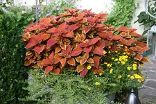 August     0822.webp