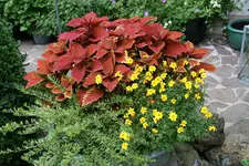 Einjährige      0222.webp