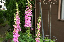 Digitalis  0320.JPG