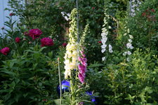 Digitalis0316.JPG