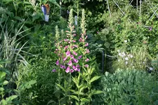 Digitalis0516.webp