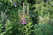 Digitalis0516.JPG