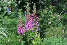 Digitalis0816.JPG