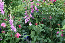 Digitalis1619.JPG