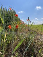 IMG_8090.jpeg