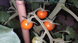 IMG_20220704_215018.jpg