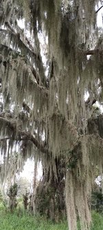 tillandsia.jpg