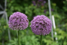Allium  0220.JPG