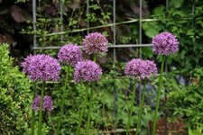 Allium  0520.JPG