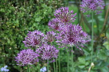 Allum    0222.JPG