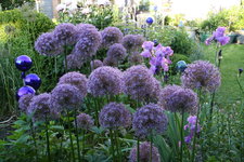 Allium   0921.JPG