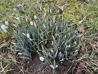 IMG_1745.jpeg
