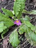 IMG_1751.jpeg