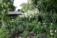 Juli         2423.webp